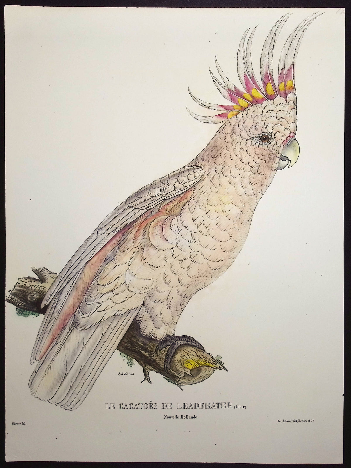 Leadbeater's Cockatoo