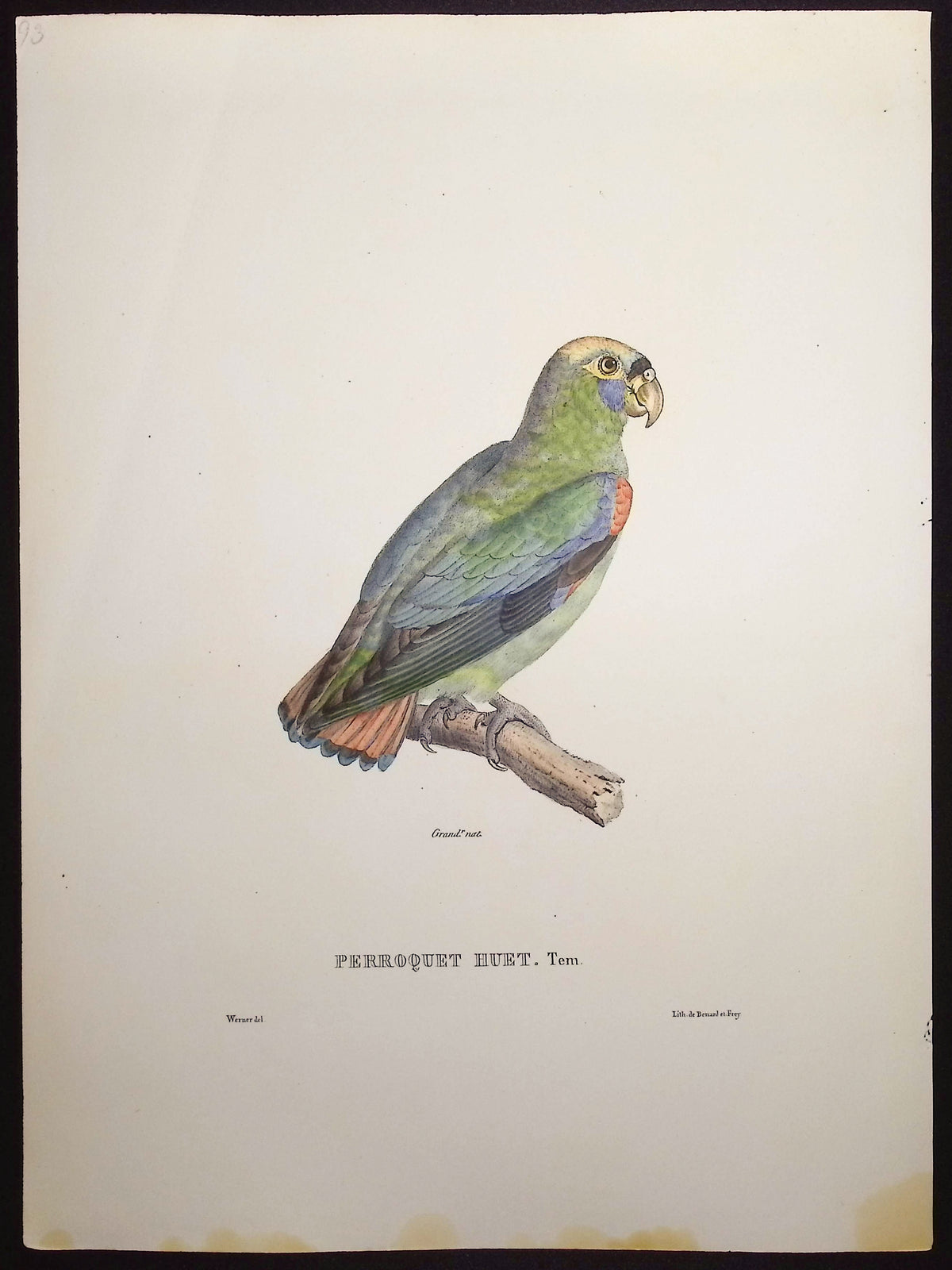 Huet's Parrot