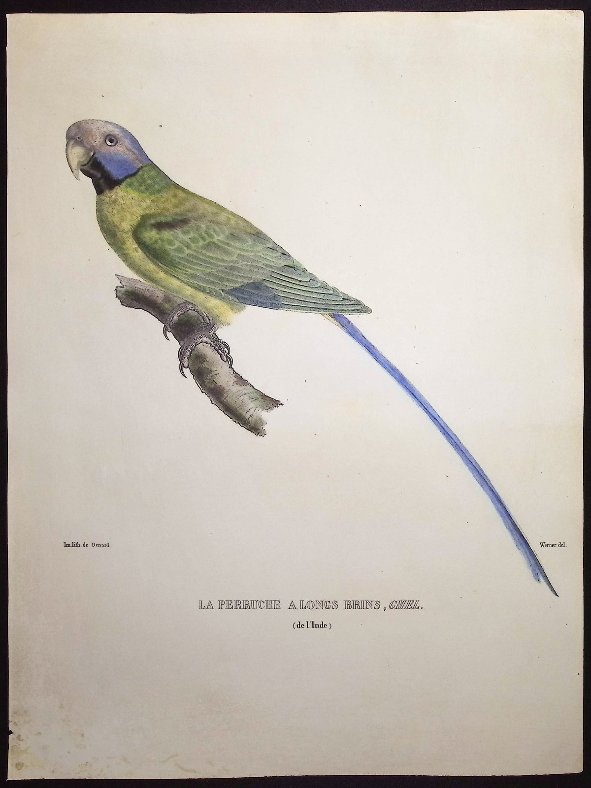 Long-Tailed Parakeet
