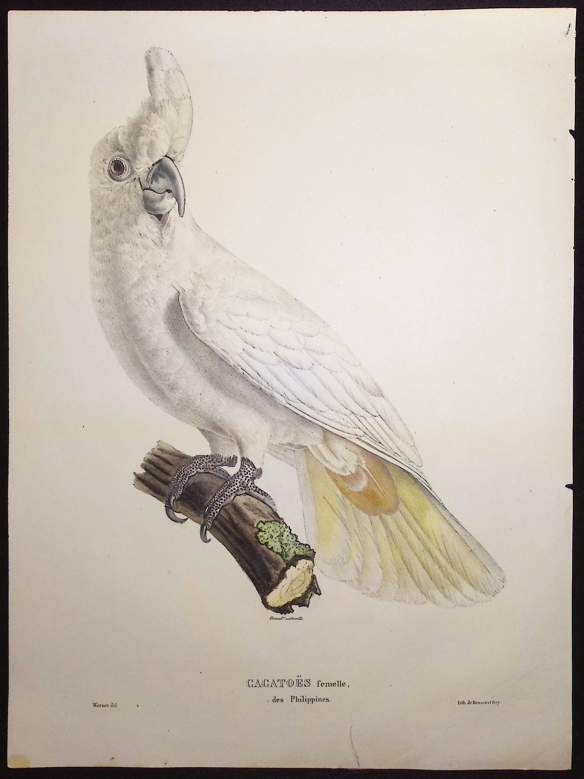 Red-Vented Cockatoo (Female)