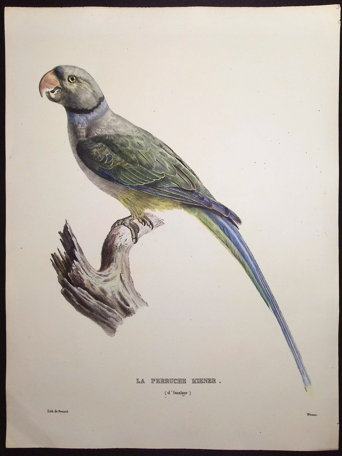 Kiener's Parakeet