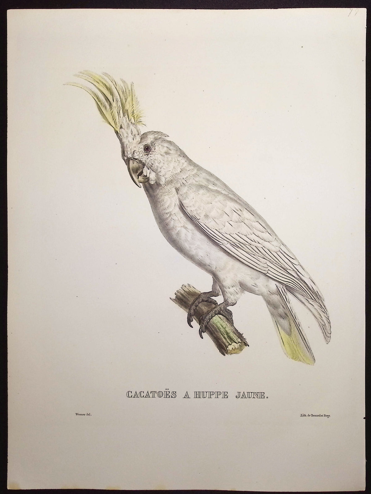 Yellow-Crested Cockatoo