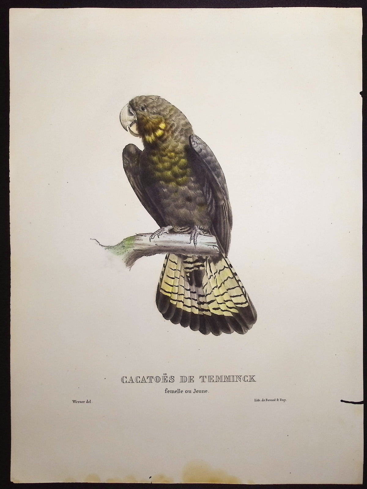 Temminck's Cockatoo (Young Female)