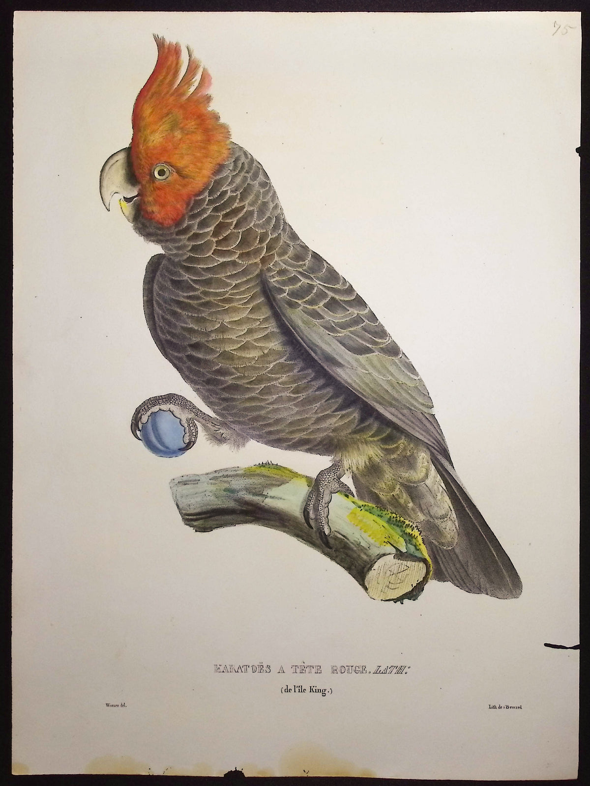 Red-Headed Cockatoo
