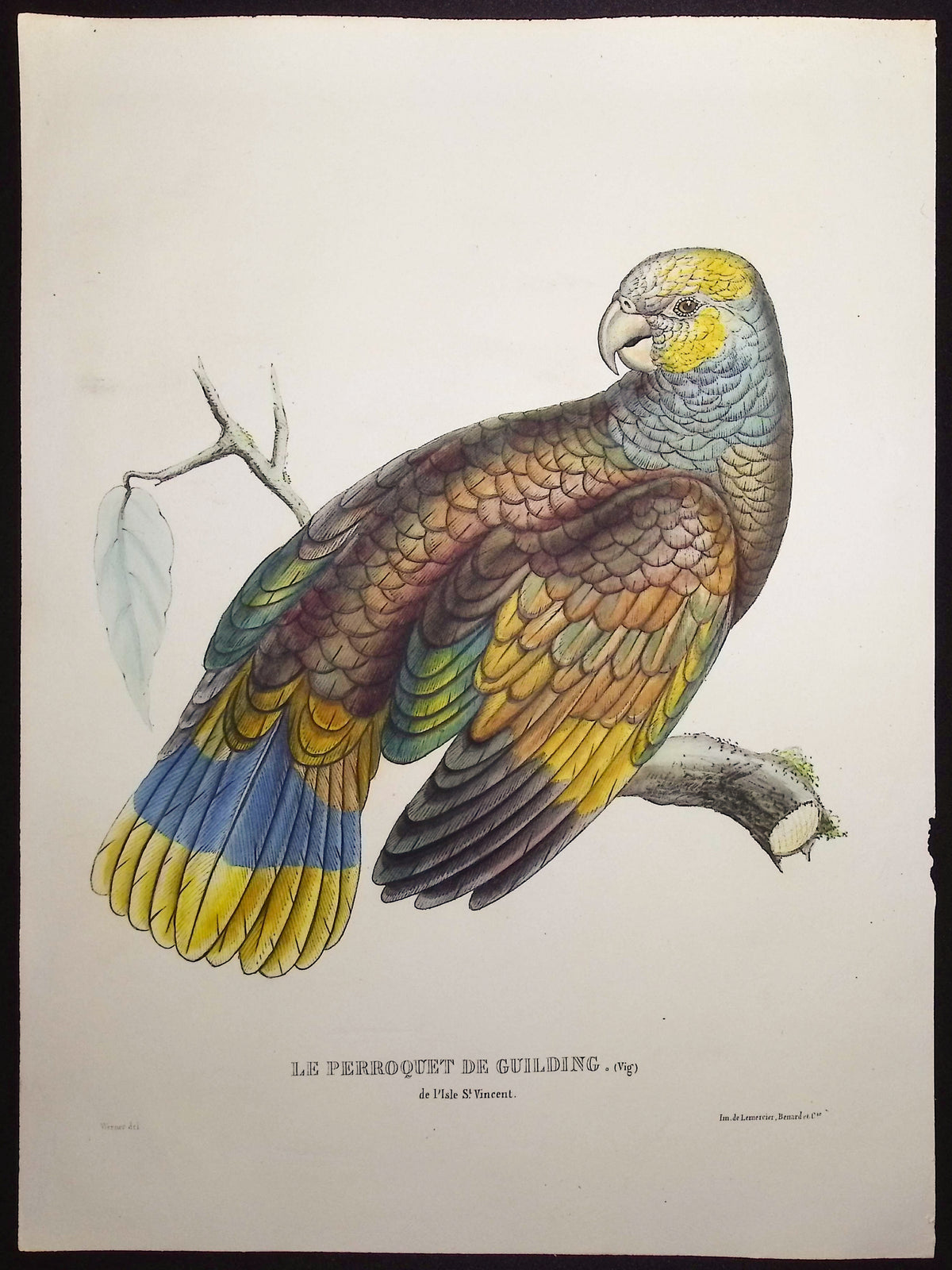 Guilding's Parrot