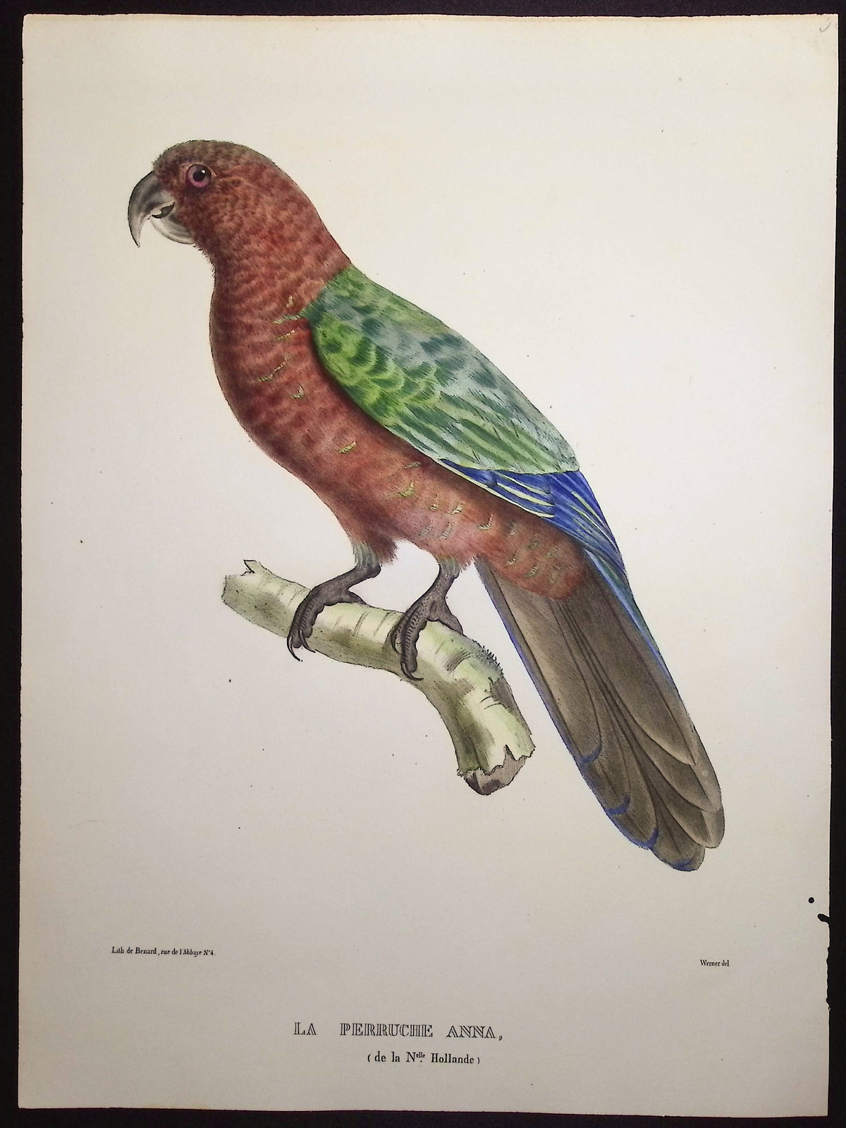 Anna Parakeet