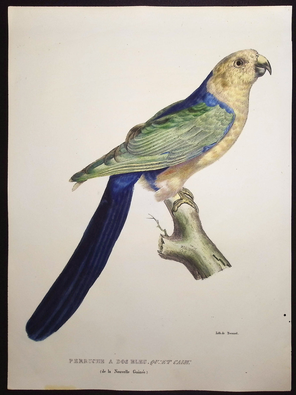 Blue-Backed Parakeet