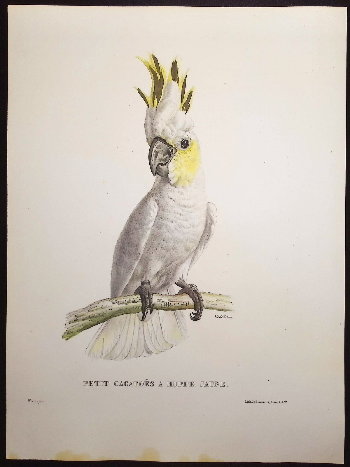 Little Yellow-Crested Cockatoo