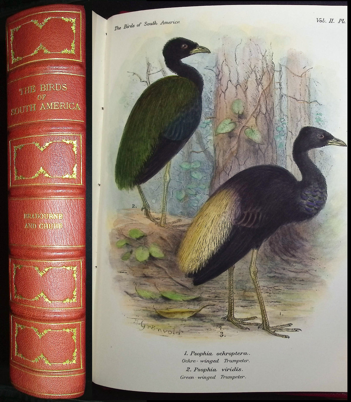 Brabourne, Chubb, & Gronveld's Birds of South America