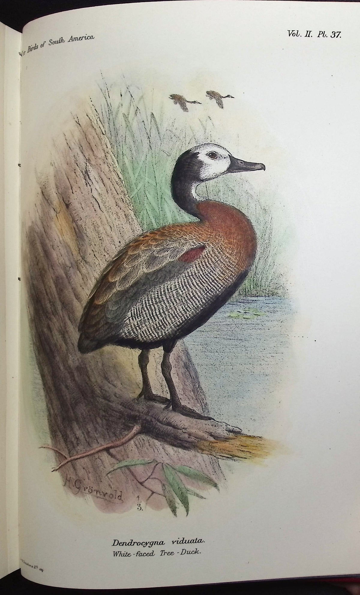Brabourne, Chubb, & Gronveld's Birds of South America