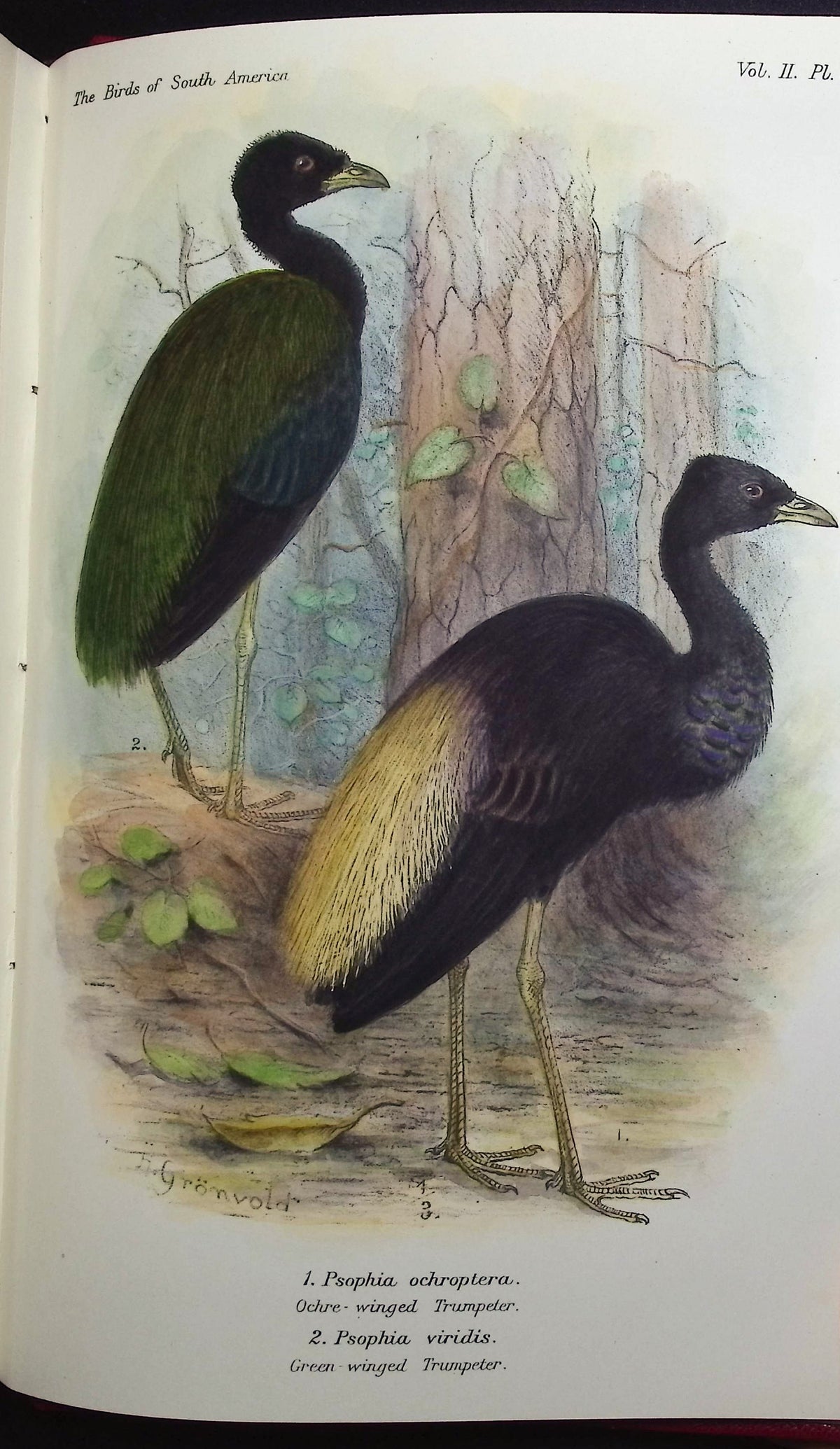 Brabourne, Chubb, & Gronveld's Birds of South America
