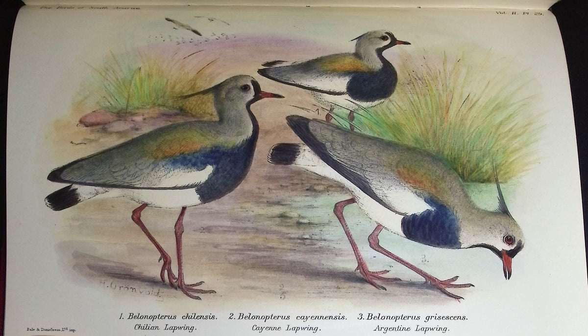 Brabourne, Chubb, & Gronveld's Birds of South America