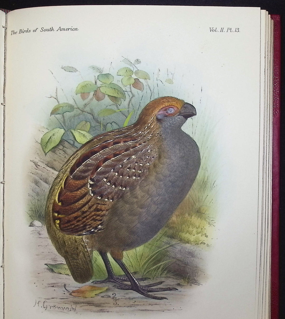 Brabourne, Chubb, & Gronveld's Birds of South America