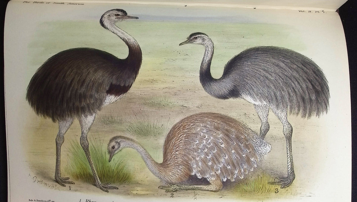 Brabourne, Chubb, & Gronveld's Birds of South America