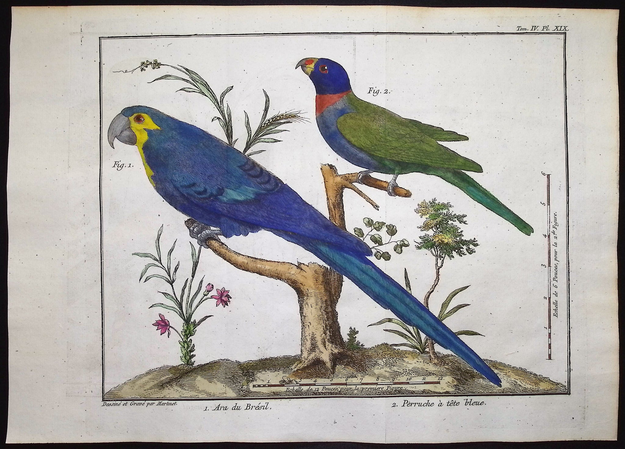 Hyacinth Macaw & Parrot