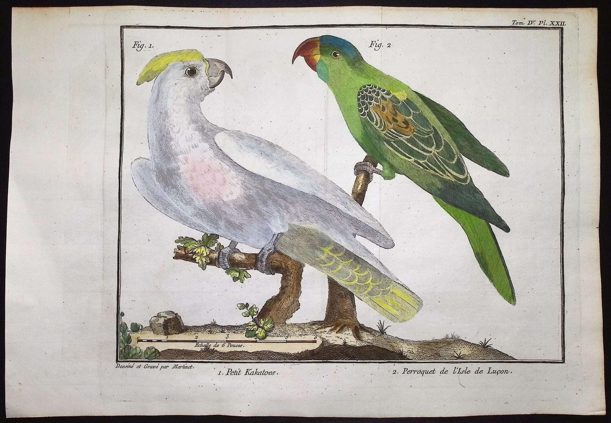 Cockatoo & Parrot