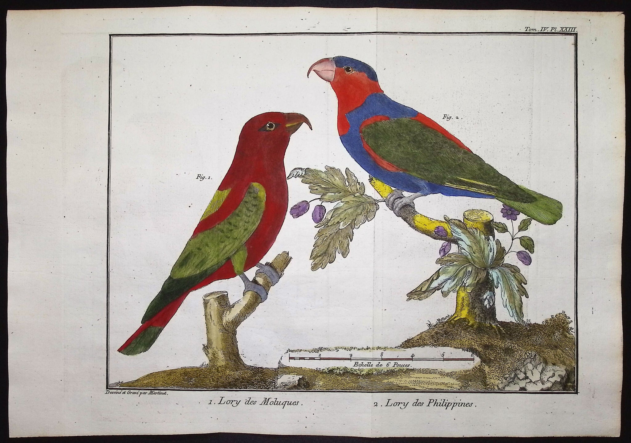 Parrots