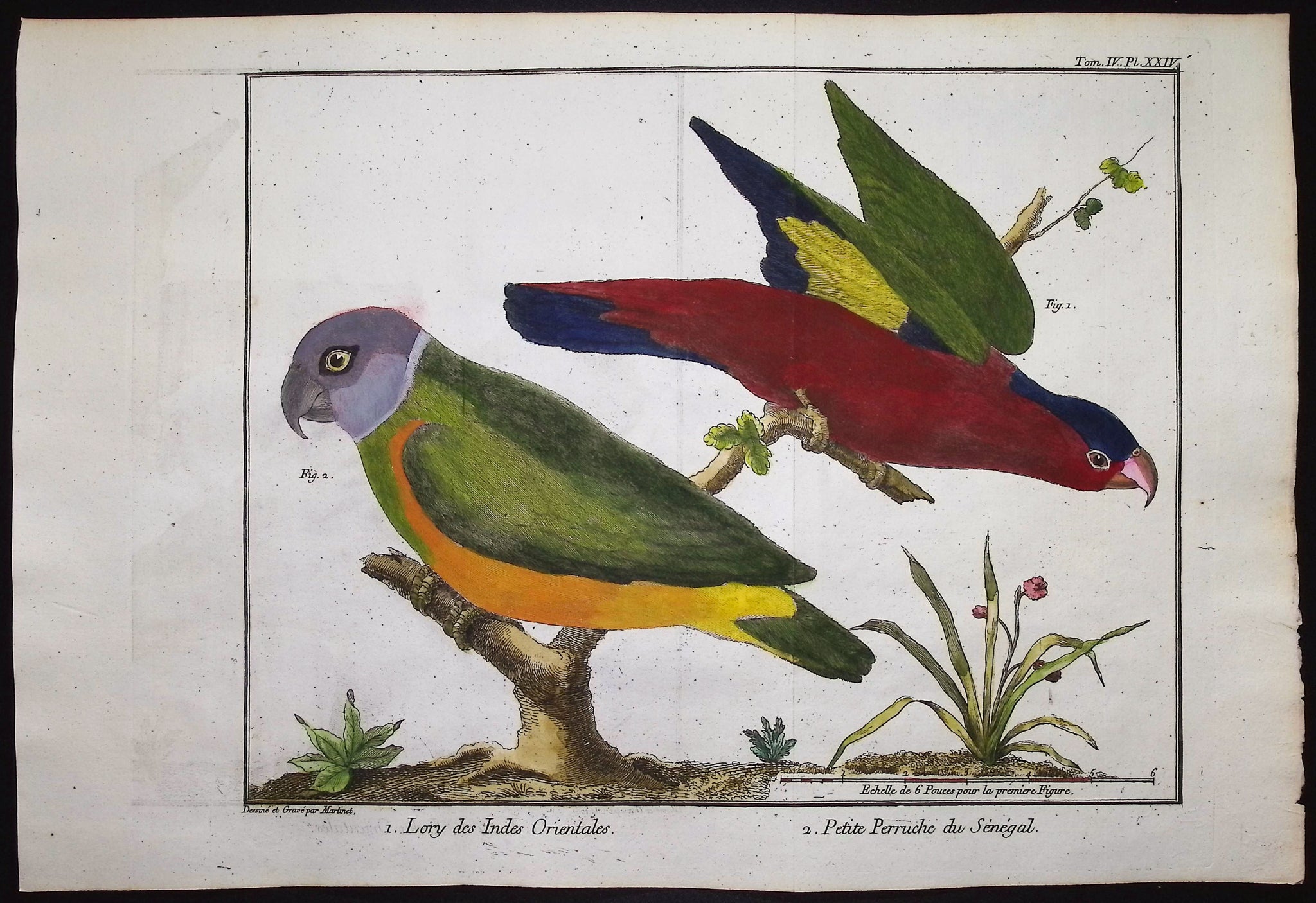 Parrots