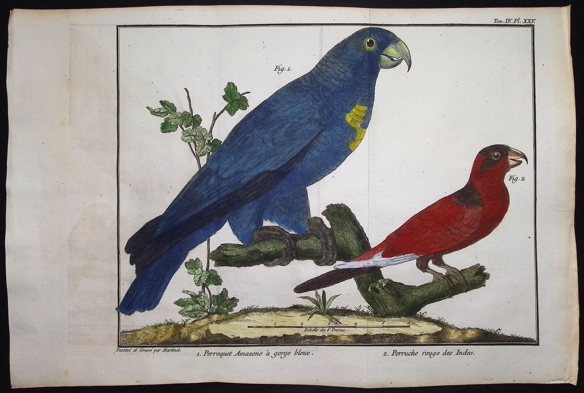 Parrots