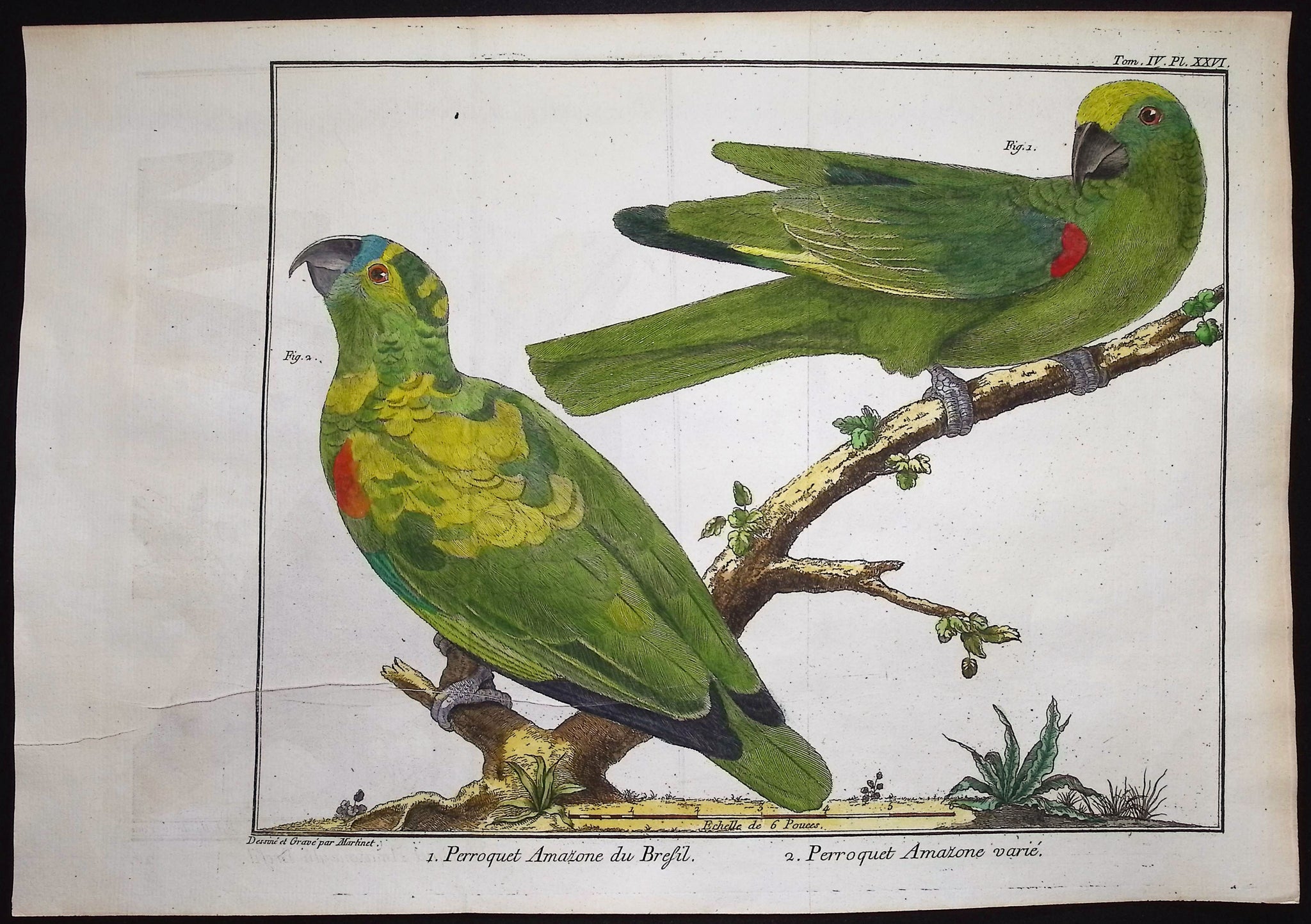 Parrots