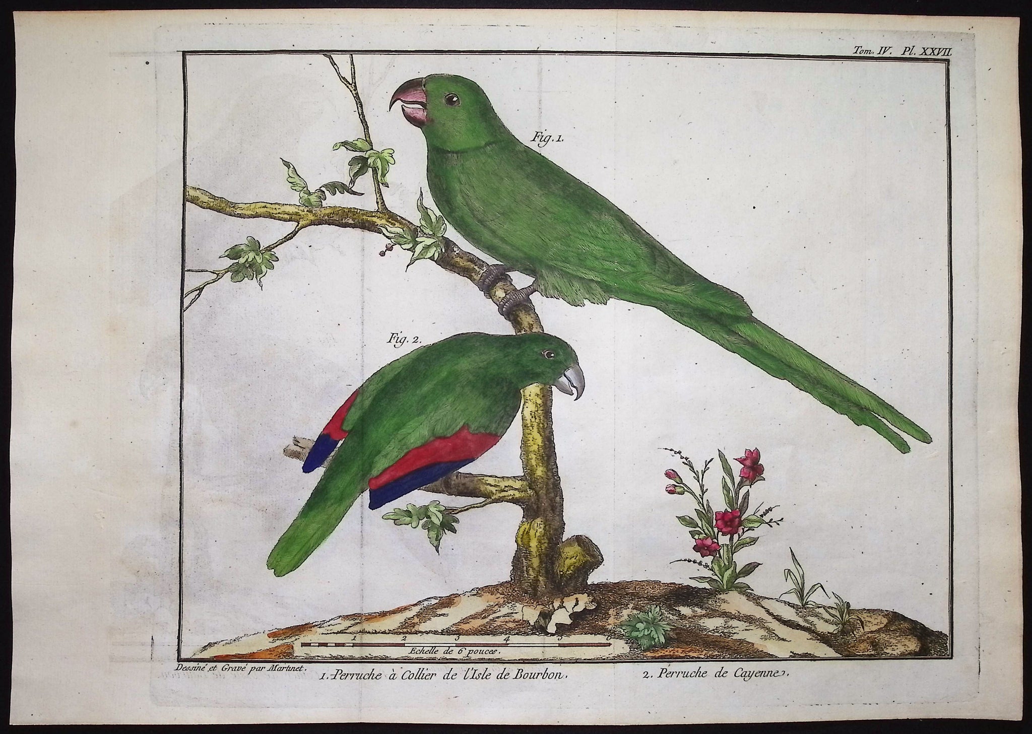 Parrots