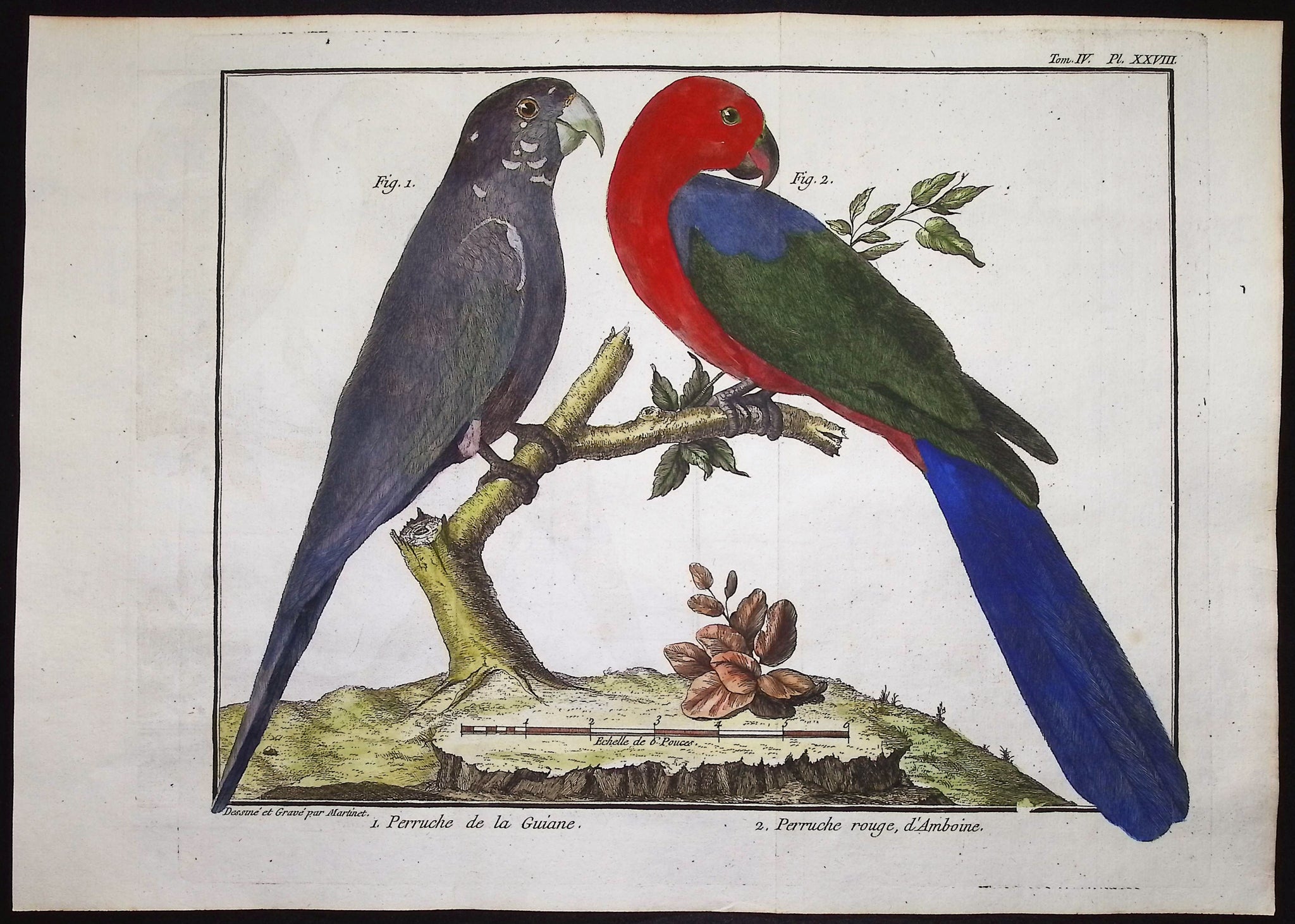 Parrots