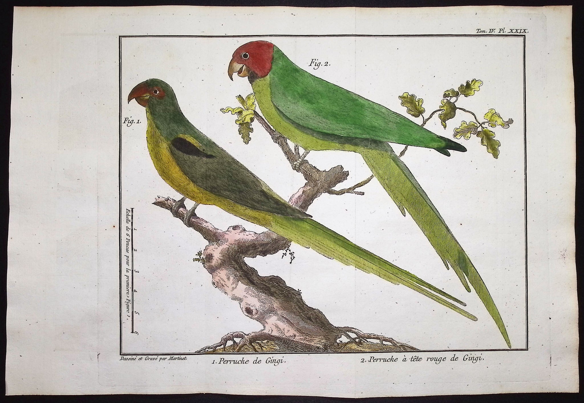 Parrots