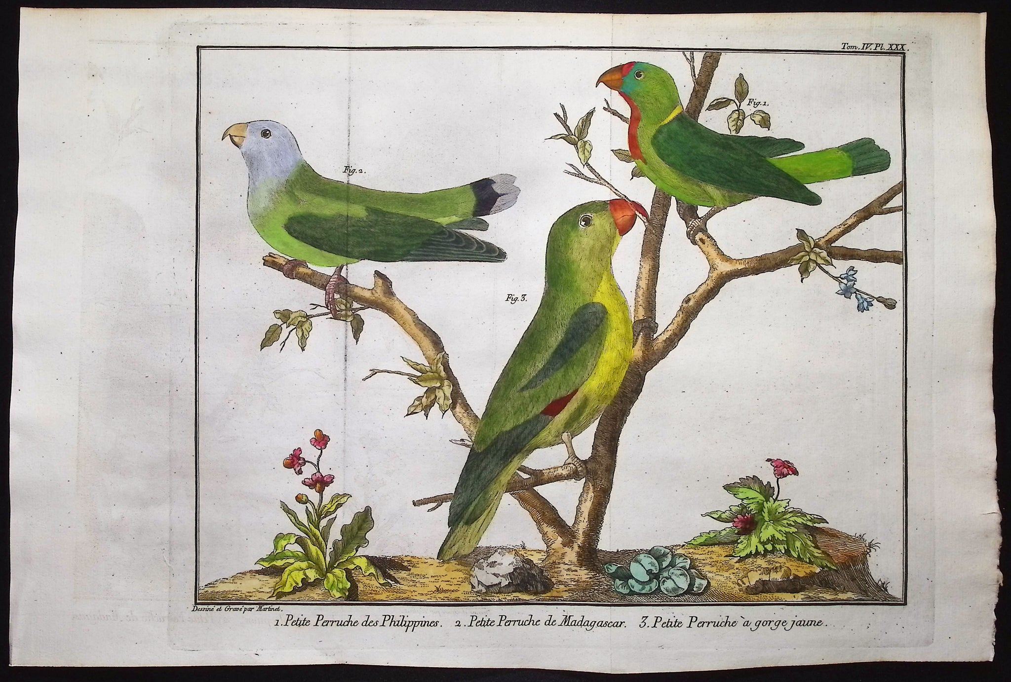 Parrots