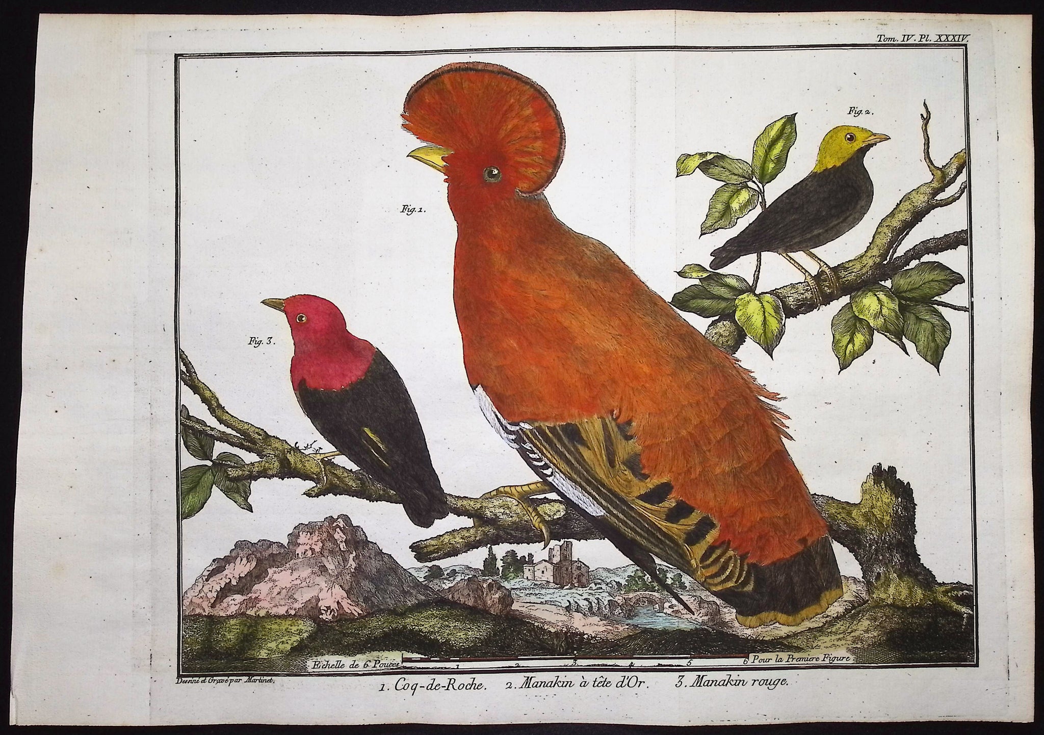 Cock-of-the-Rock, Manakin