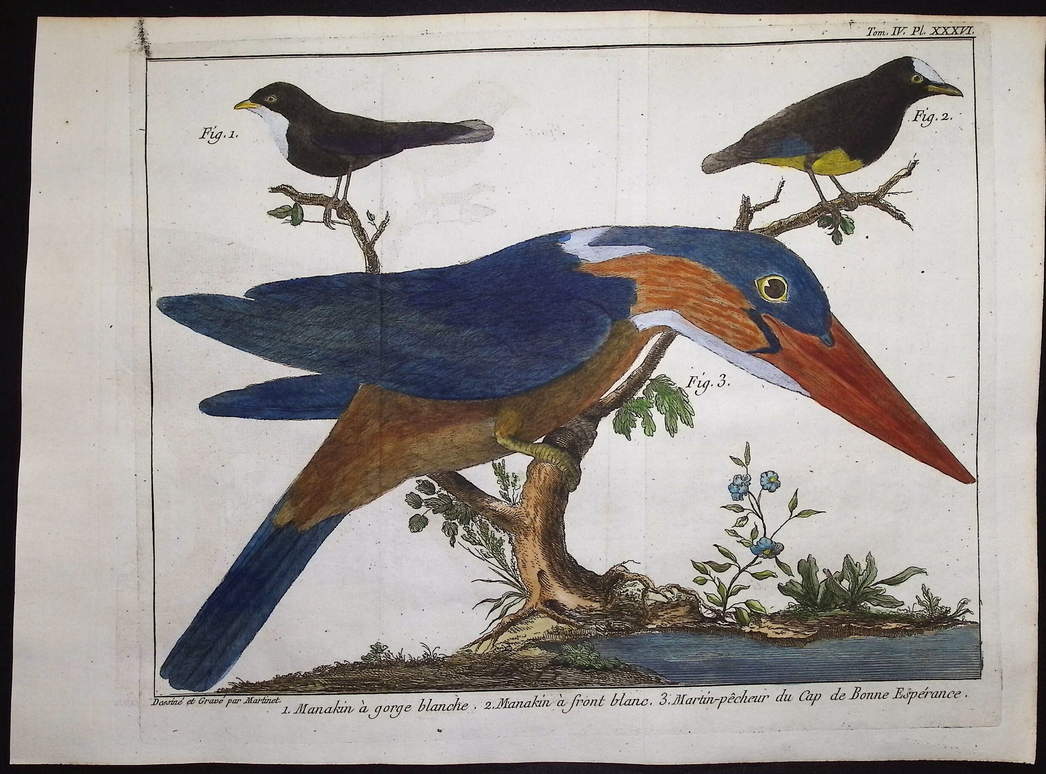 Kingfisher, Manakin