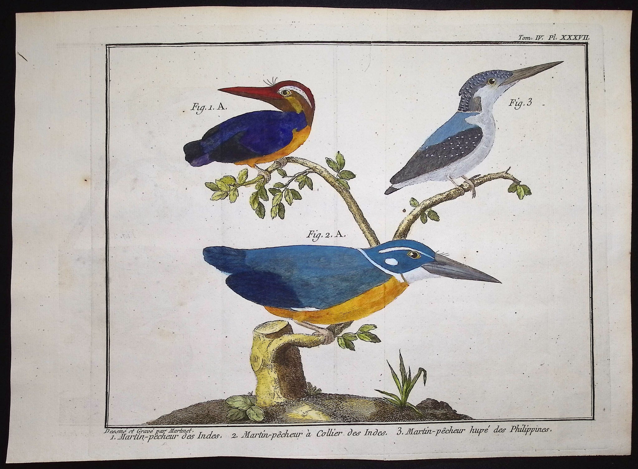 Kingfishers