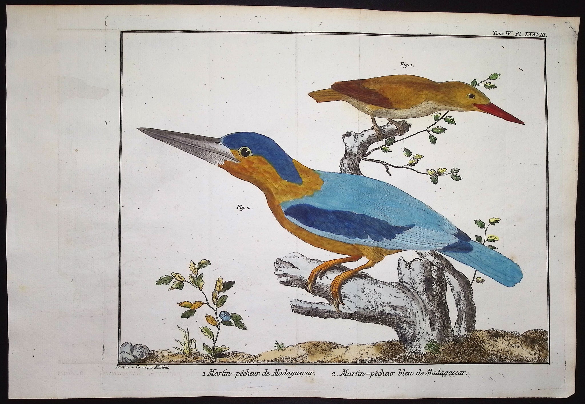 Kingfishers