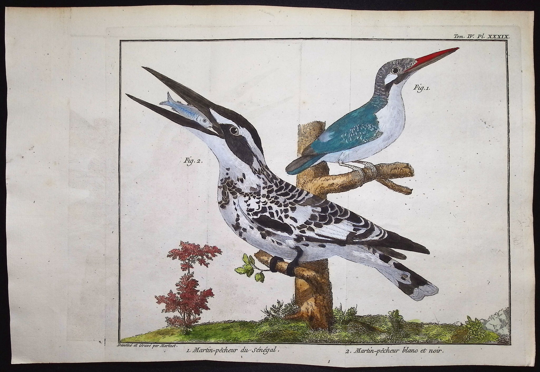 Kingfishers