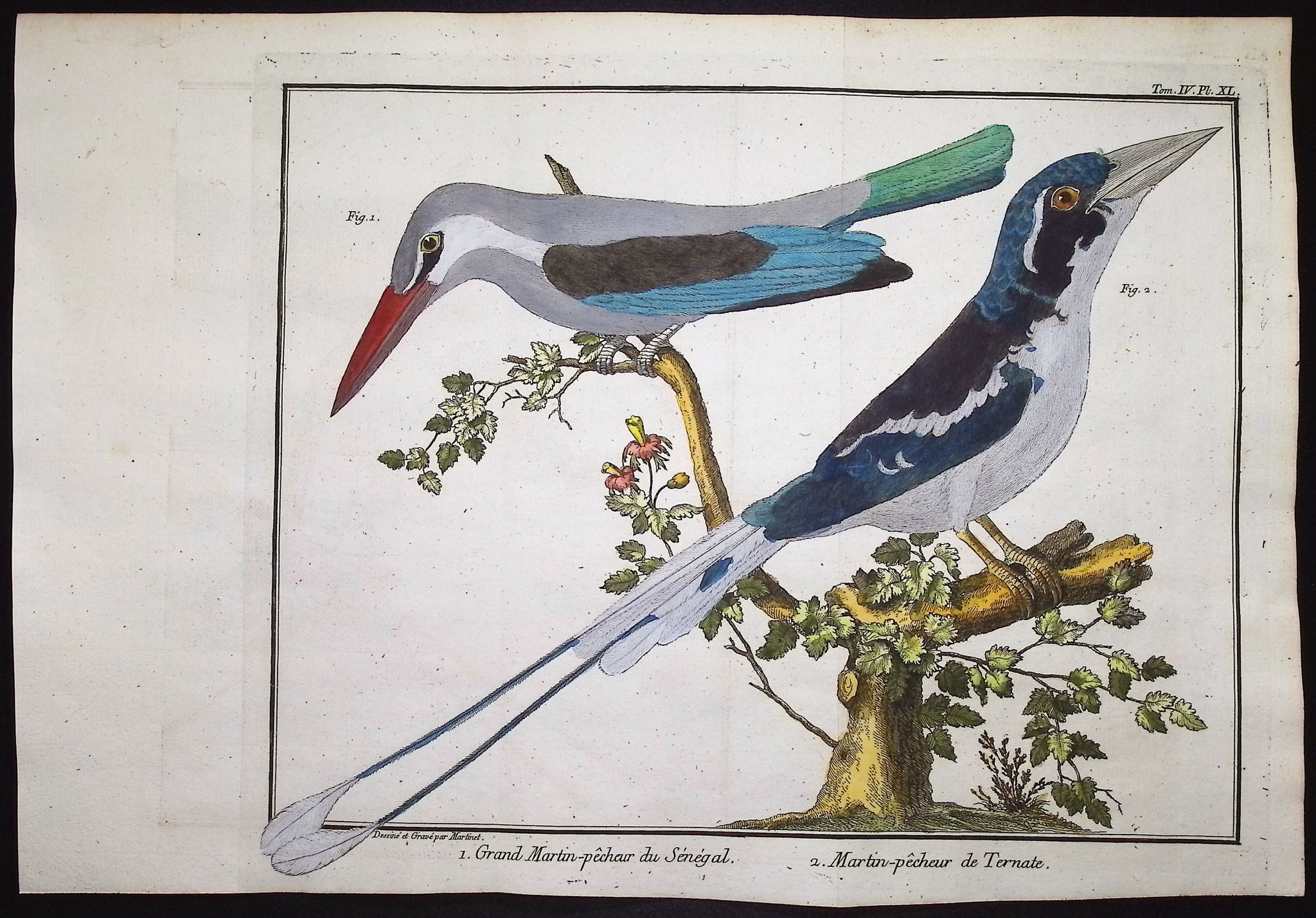 Kingfishers