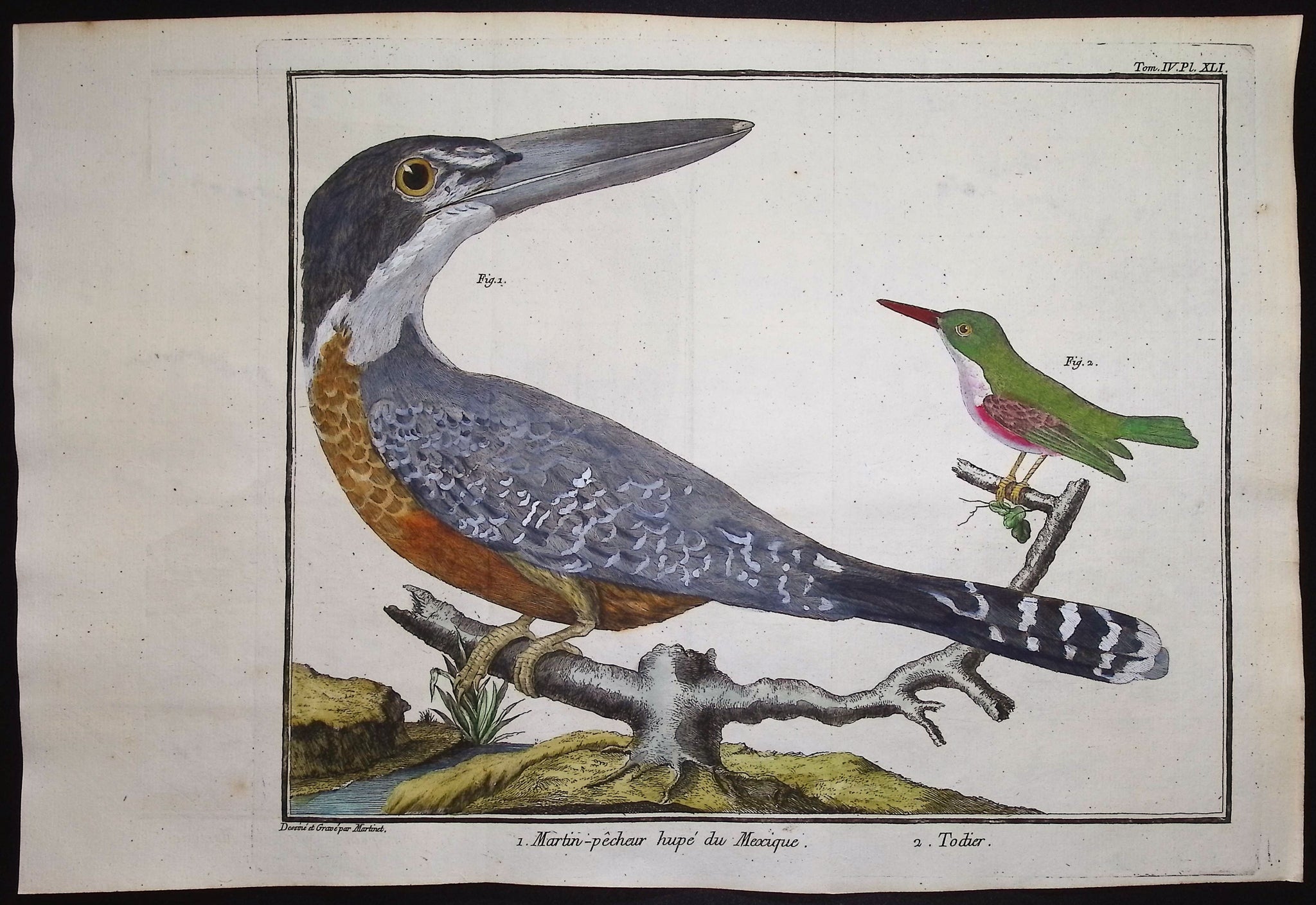 Kingfisher, Tody