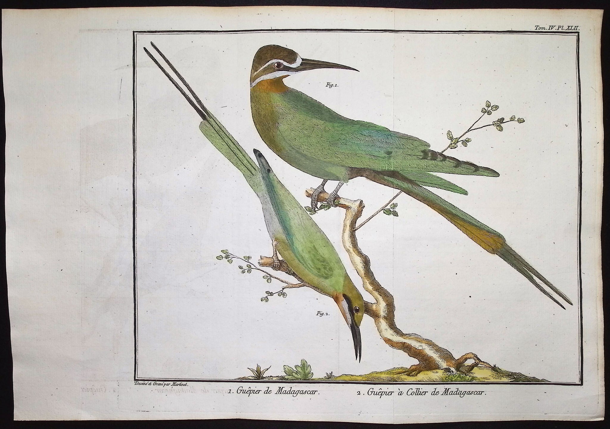 Bee Eater