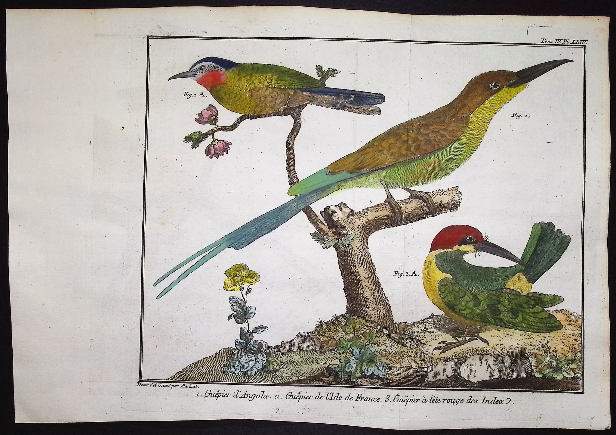Bee Eater