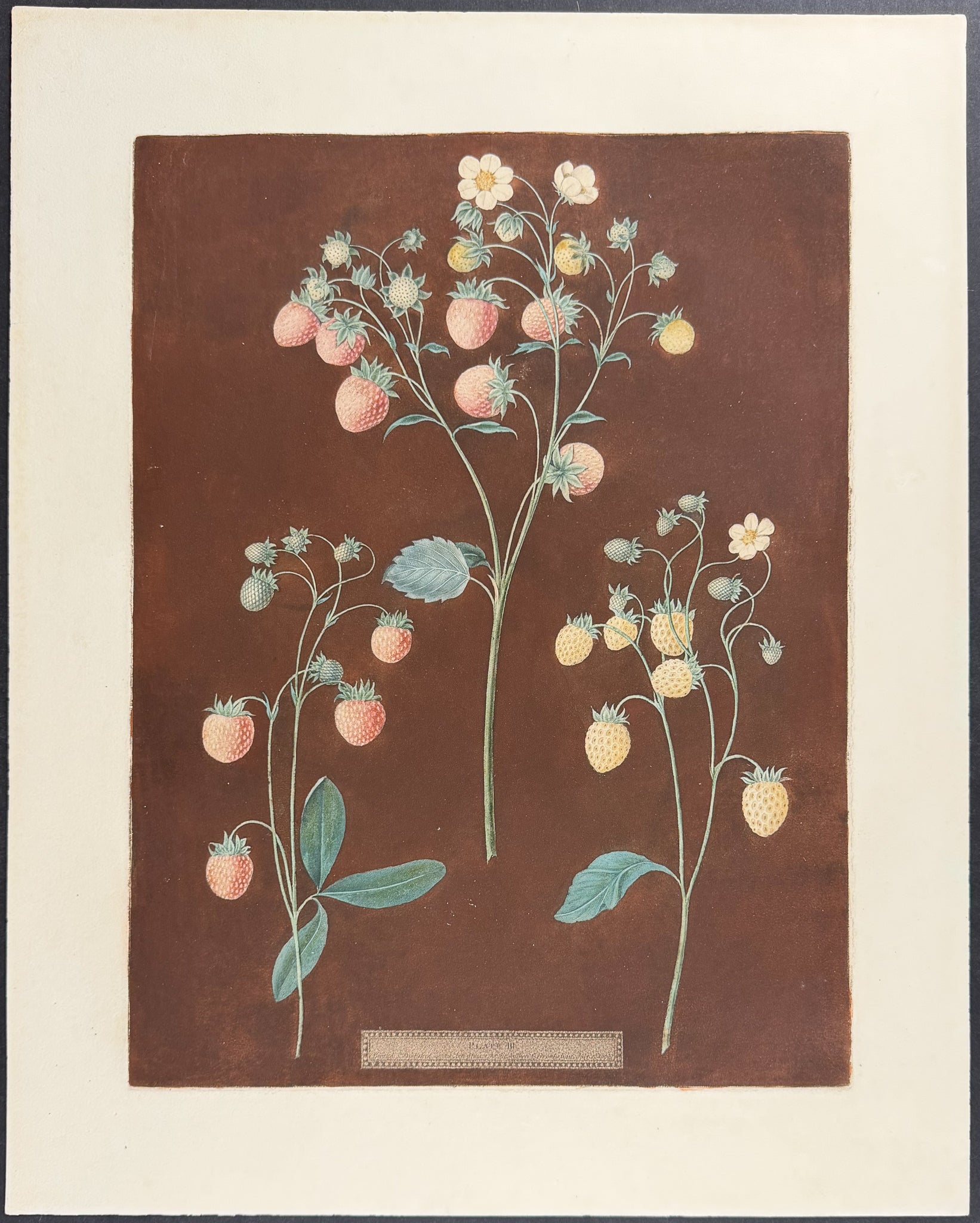 Strawberries [New Early Prolific (Scarlet Strawberry); Wood Strawberry; White Alpine]