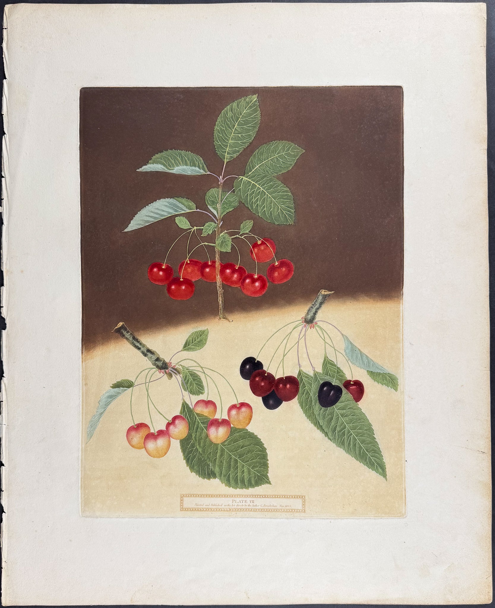 Cherries [May Duke; White Heart Cherry; Black Heart Cherry]
