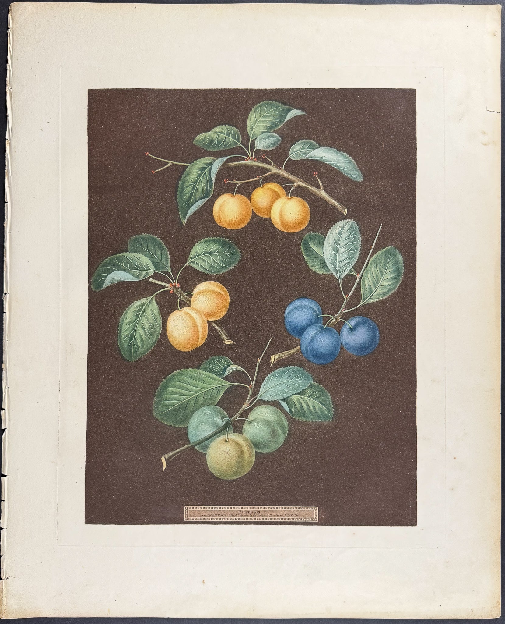 Plums [Drap d'Or, White Gage Plum, Blue Gage Plum, Green Gage]