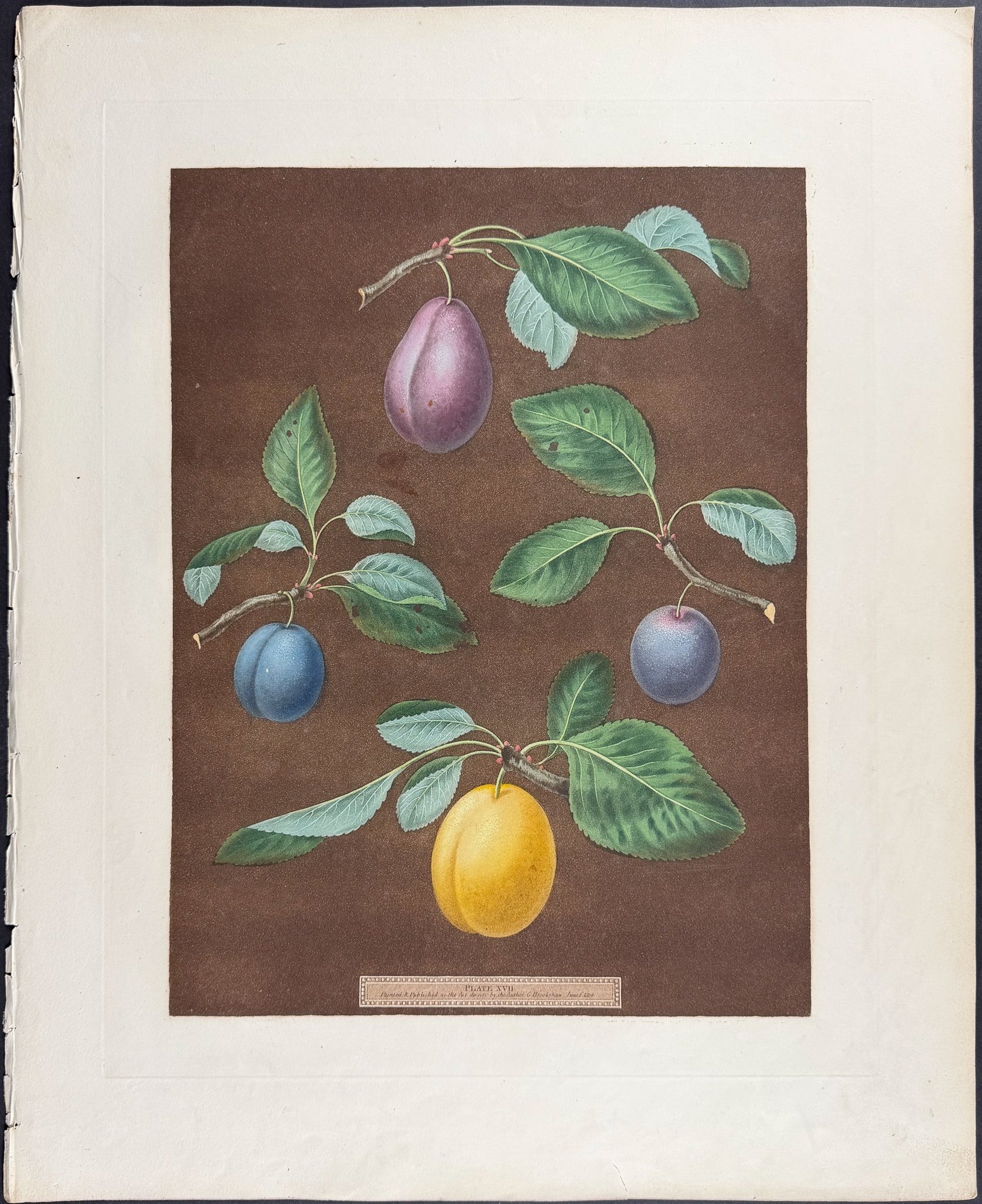 Plums [Red Magnum Bonum, Blue Perdrigon Plum, Le Royal Plum, Whaite Magnum Bonum]
