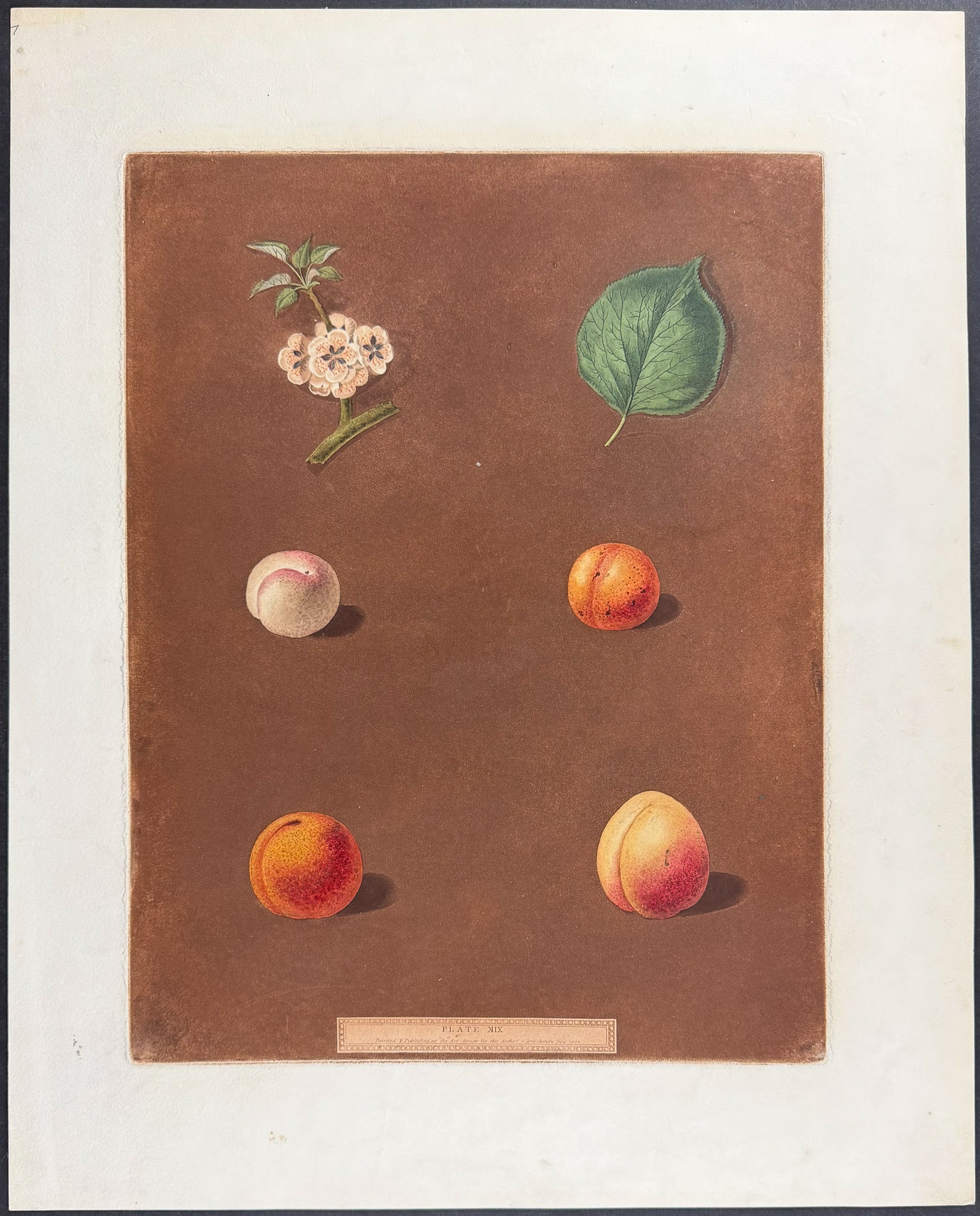 Apricot [White Masculine; Red Masculine; Orange Apricot; Turkish Apricot]