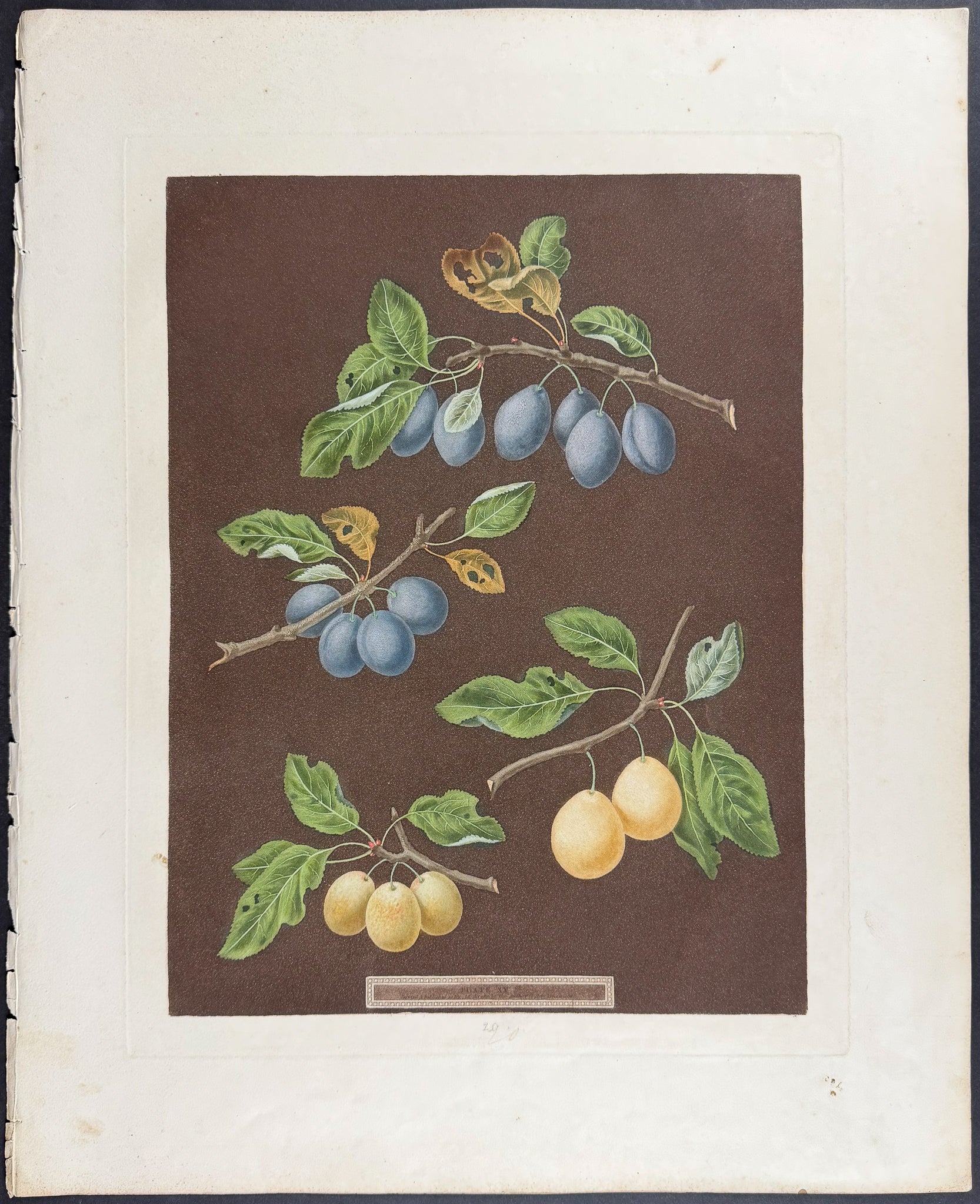 Apricot [Black Apricot; Breda Apricot; Brussels Moor Park Apricot]
