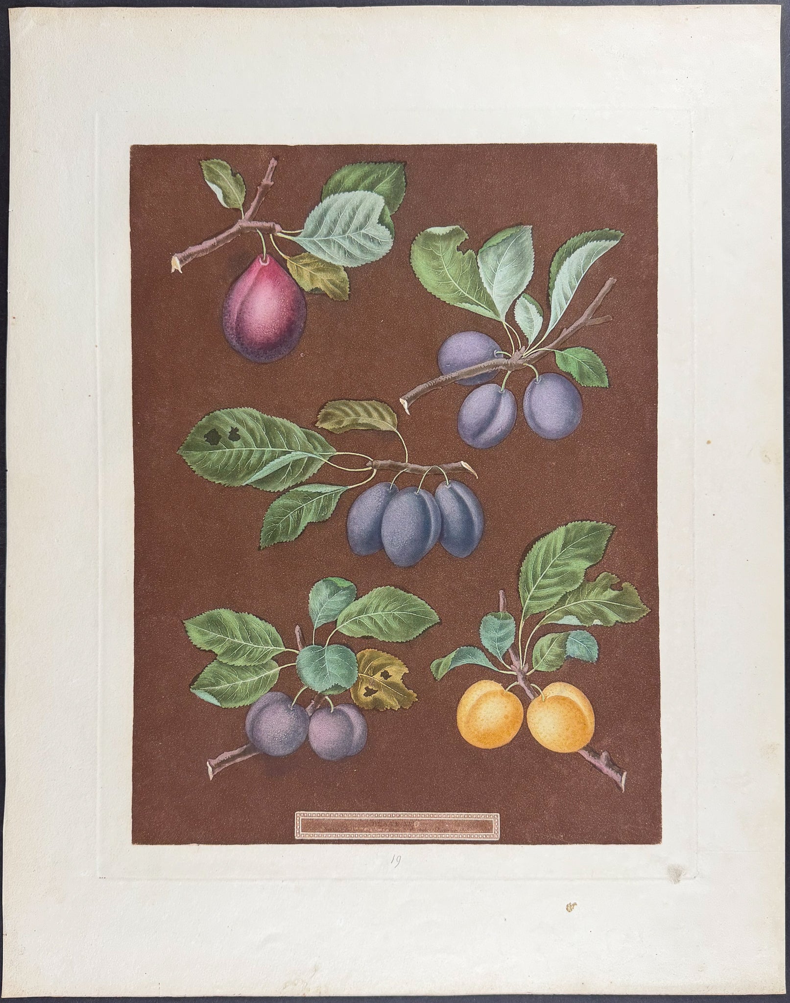 Plums [Common Damson, White Damson]