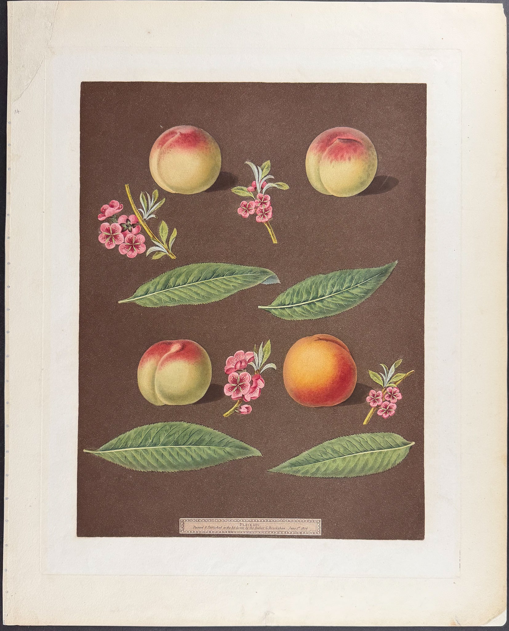 Peach [White Avant Peach; Bears Red Avant; White Magdalen; Red Magdalen]