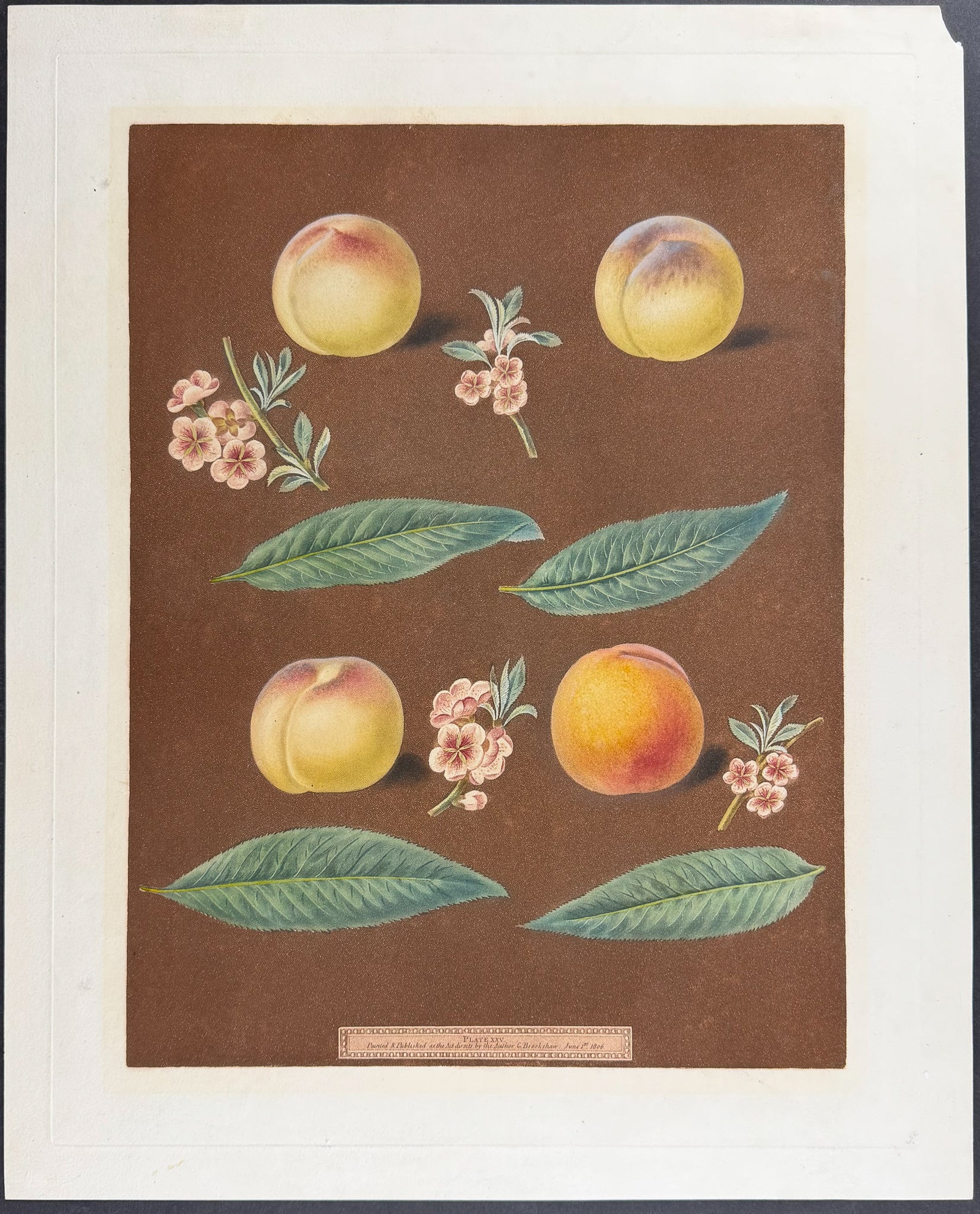 Peach [White Avant Peach; Bears Red Avant; White Magdalen; Red Magdalen]
