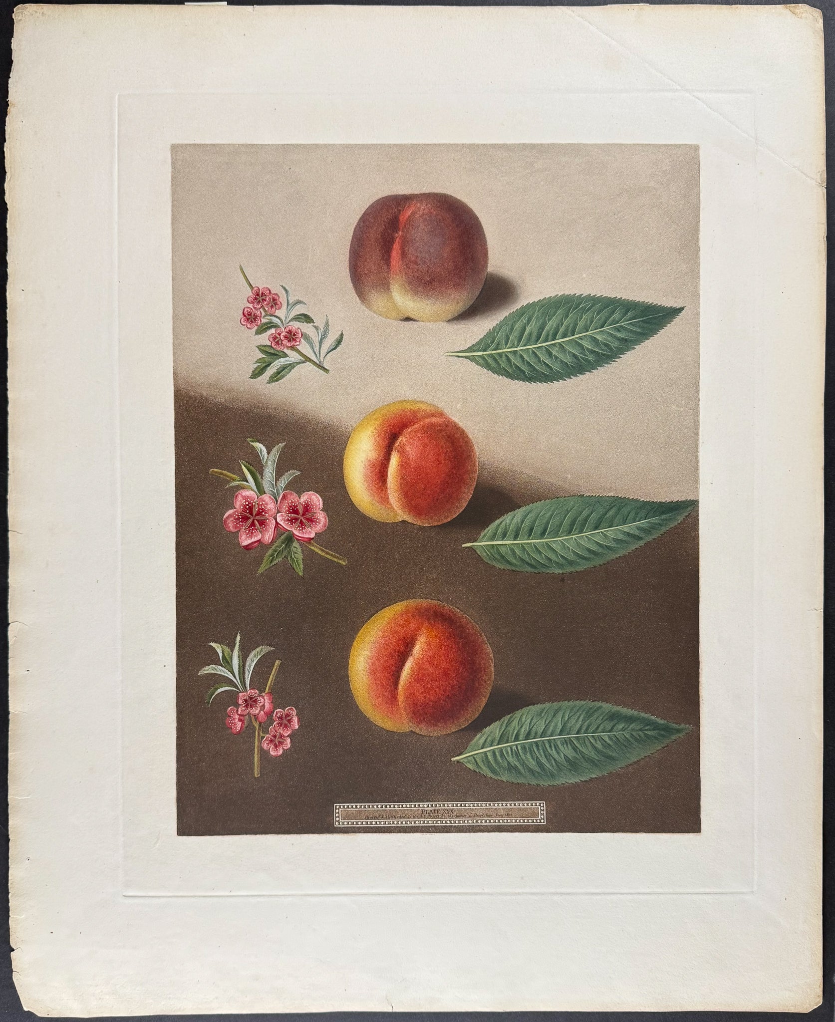 Peaches