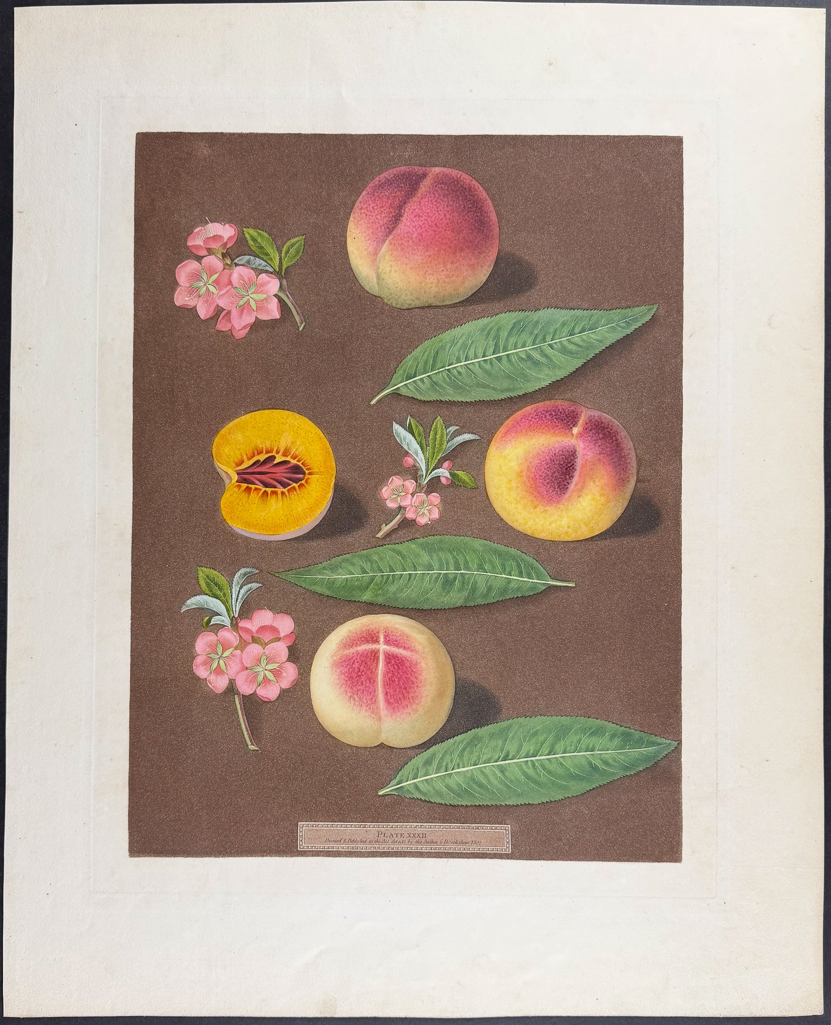 Peach [Marlborough Peach; Rombullion Peach; Double Mountain Peach]