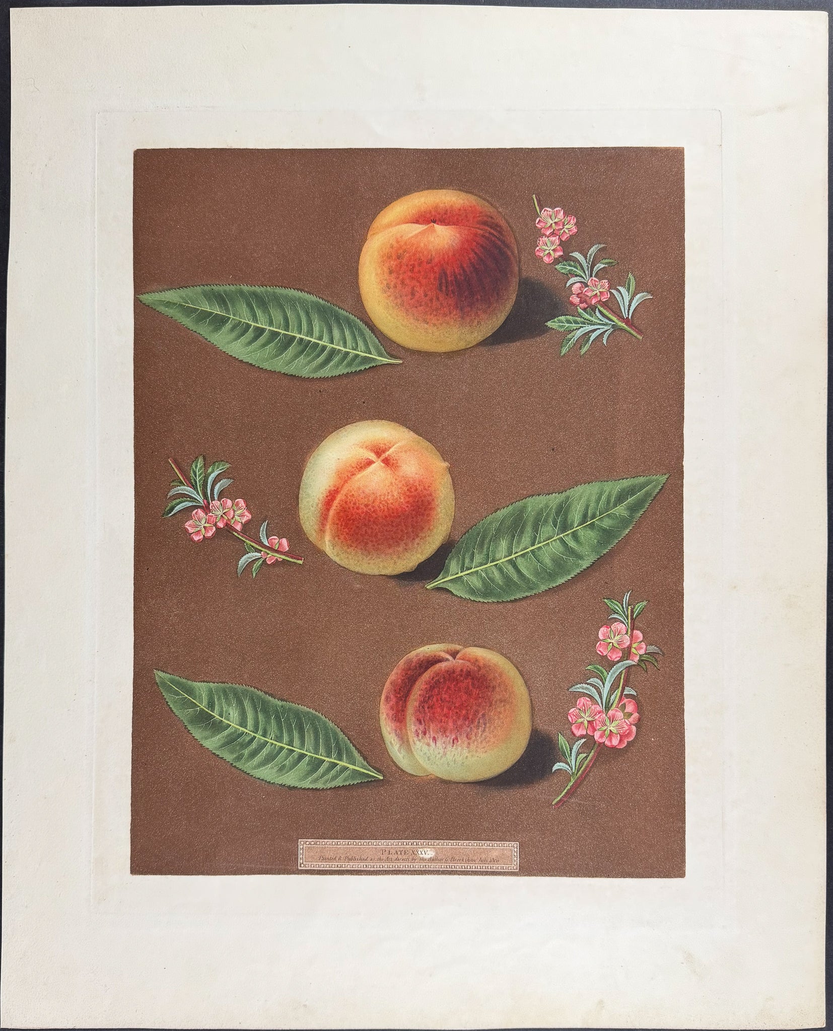 Peach [Bourdine Peach; Nevet Peach; Late Admirable Peach]