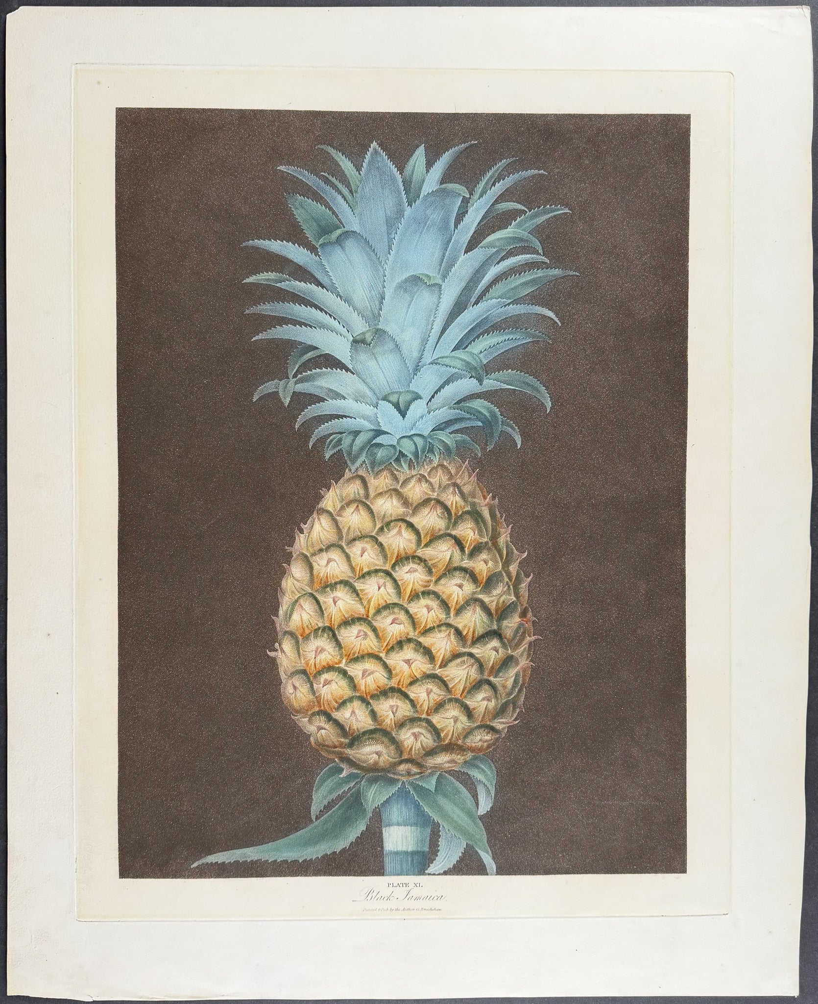 Pineapple [Black Jamaica Pine]